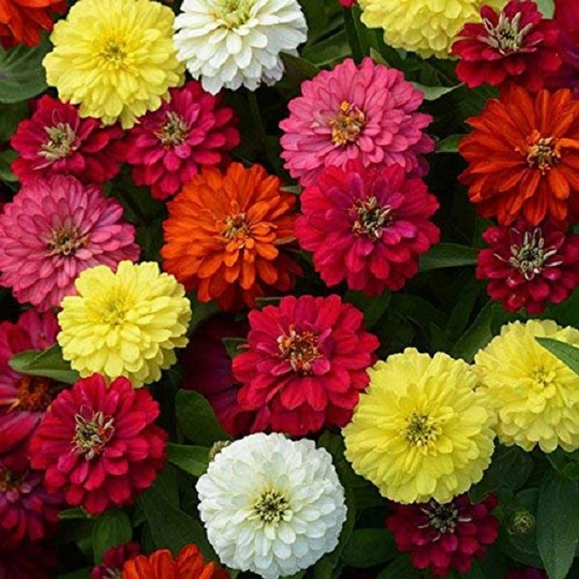 Jignisha Seeds Zinnia Mix Flower Seeds (Multicolor, Pack of 30)