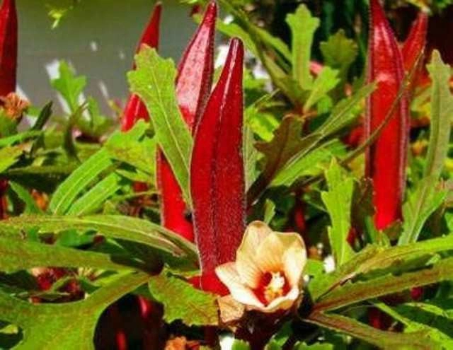 Red Bhindi Seeds (Pack Of 30)