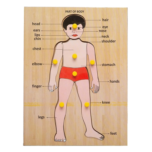 Wooden Body Parts Puzzle Board for Kids (Multicolor)