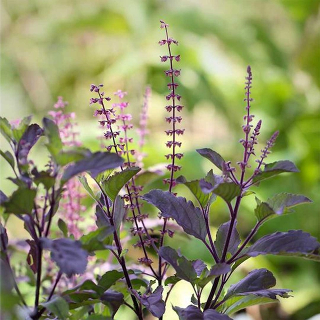 Jignisha Seeds Tulsi (Basil) Herb Seeds (Purple, Pack of 100)