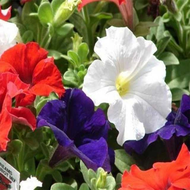 Petunia Mix Seeds (Pack Of 30)