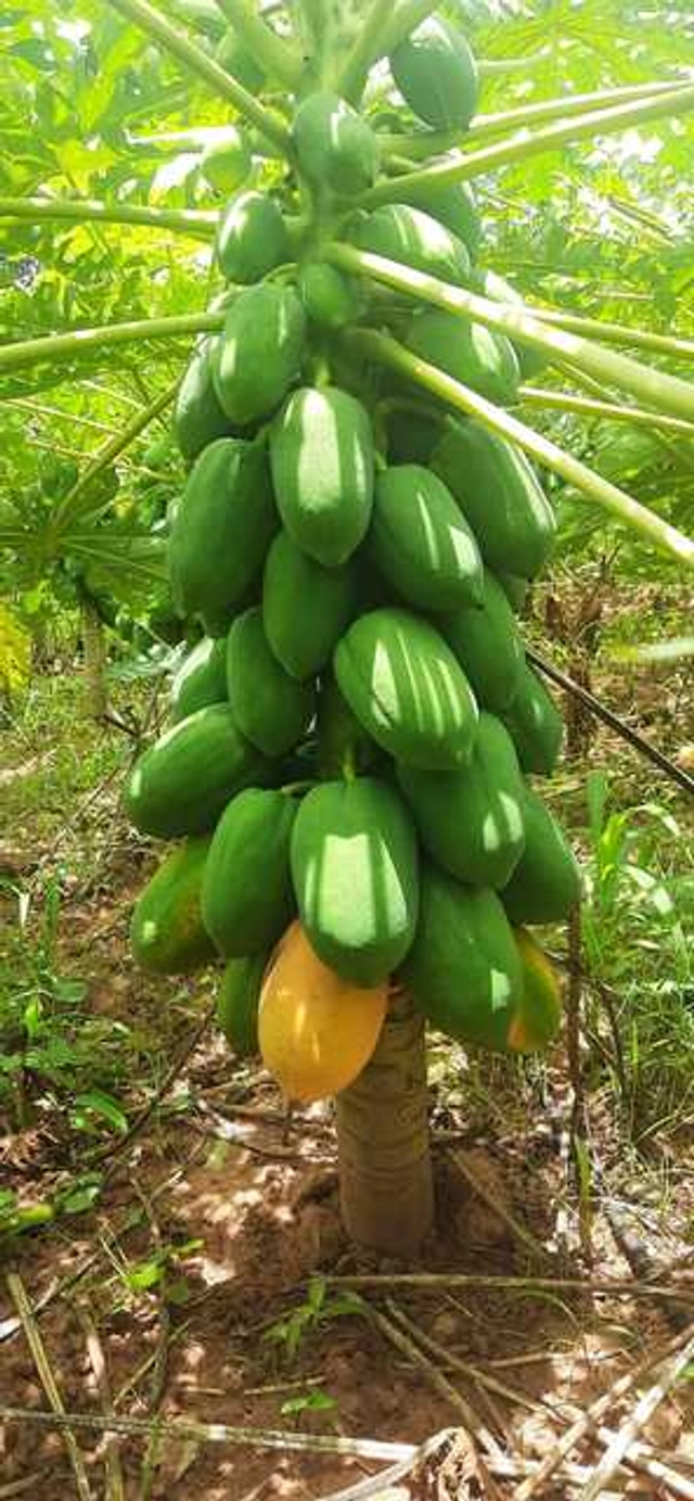 Seeds of Papaya Fruit (Pack Of 50)