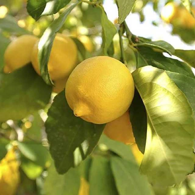 Seeds of Organic Lemon Fruit (Pack Of 20)