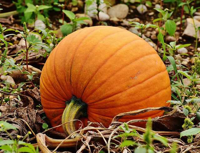 Seeds of Hybrid Pumpkin (Pack Of 10)