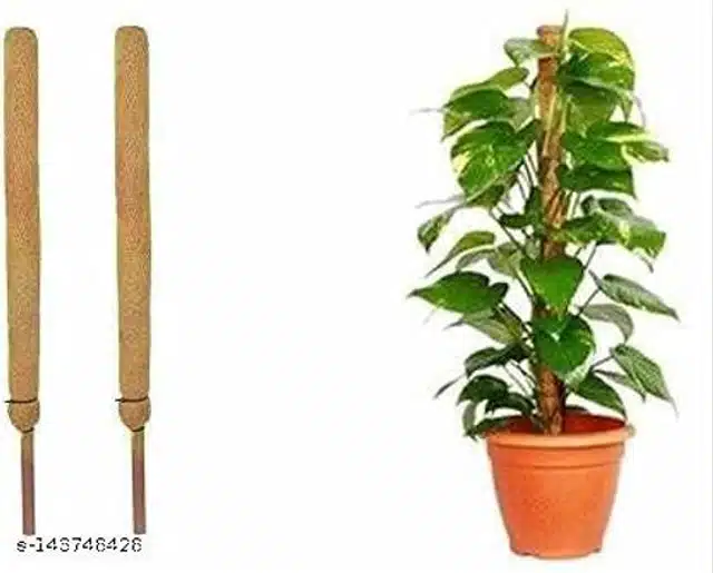 Wooden Moss Stick (Brown, 2 feet)