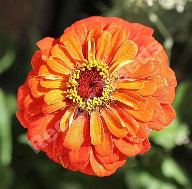 Zinia Orange Seeds (Pack Of 30)