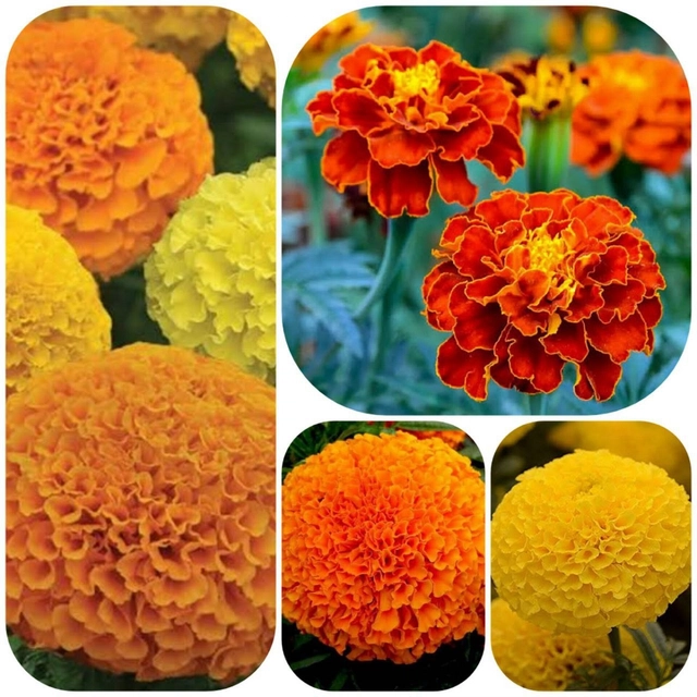 Jignisha Seeds 4 Type of Marigold Flower Seeds (Red, Set of 1)