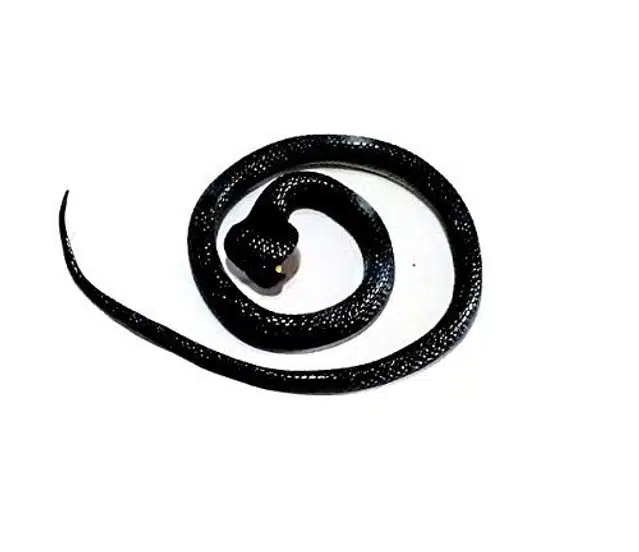 Rubber Toy Snake (Black)