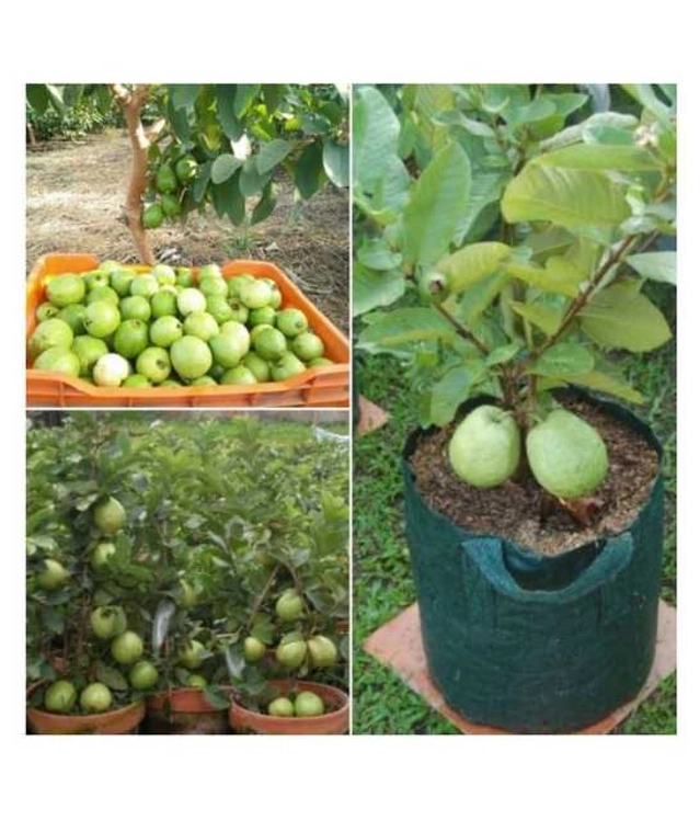 Seeds of Red Guava/Jamruth Fruit (Pack Of 100)