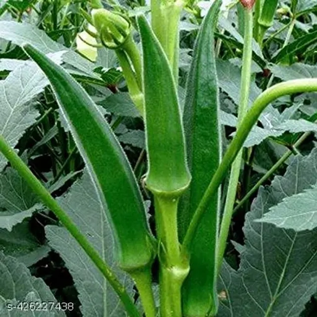 Desi Bhindi 50 Pcs Seeds (Set of 1)