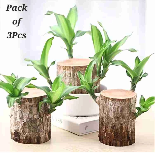 Healthy Indoor Live Lucky Brazilian Wood Plant for Living Room (Brown, Pack of 3)