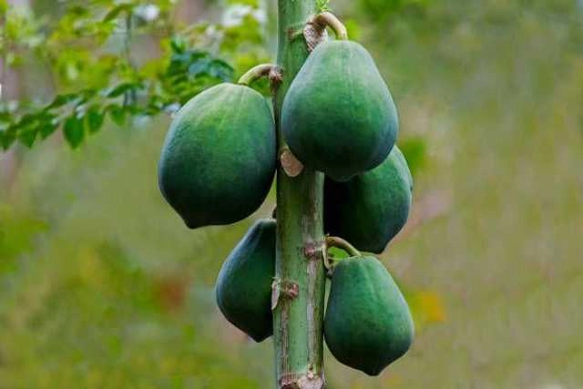 Seeds of Papaya Fruit (Pack Of 200)