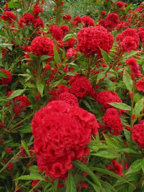 Celosia Cockscomb Open Pollination Seeds (Pack of 30) (R-02)