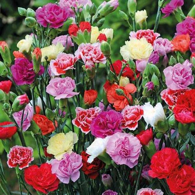 Jignisha Seeds Carnation Mix Flower Seeds (Multicolor, Pack of 30)