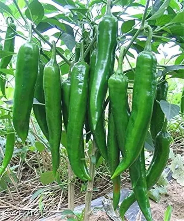 Hot & Fresh Green Chilly 40 Pcs Seeds (Set of 1)