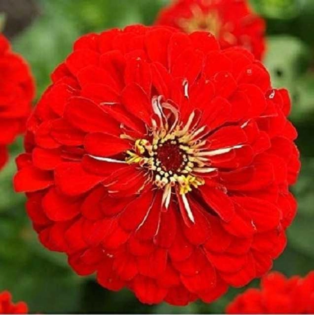 Zinia Red Seeds (Pack Of 30)