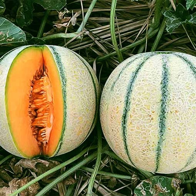 Muskmelon Sitara Fruit Seeds (Pack of 30)