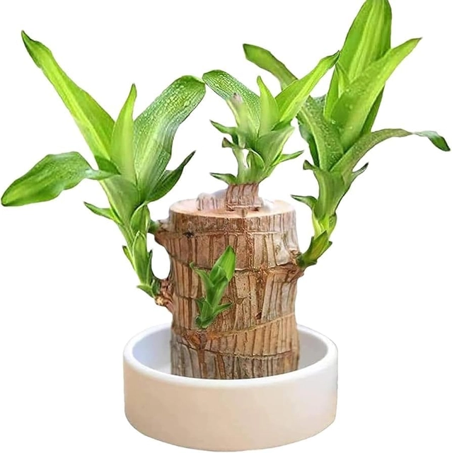 Healthy Indoor Live Lucky Brazilian Wood Plant for Living Room (Brown)